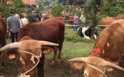 Retos y desafíos del campo canario